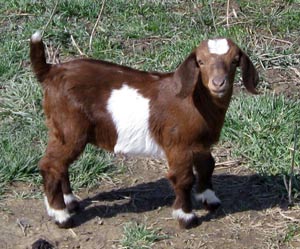 baby Goat 2